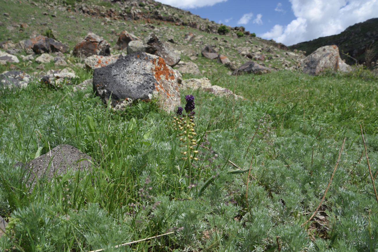 Изображение особи Leopoldia caucasica.