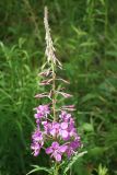 Chamaenerion angustifolium