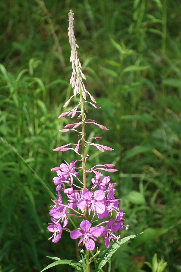 Изображение особи Chamaenerion angustifolium.