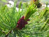 Pinus pumila