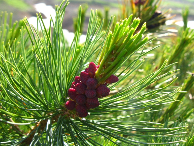 Изображение особи Pinus pumila.