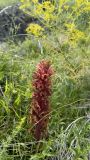 Orobanche kurdica
