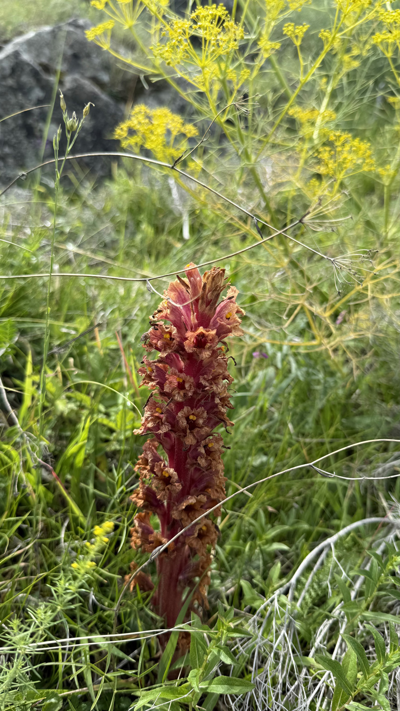 Изображение особи Orobanche kurdica.