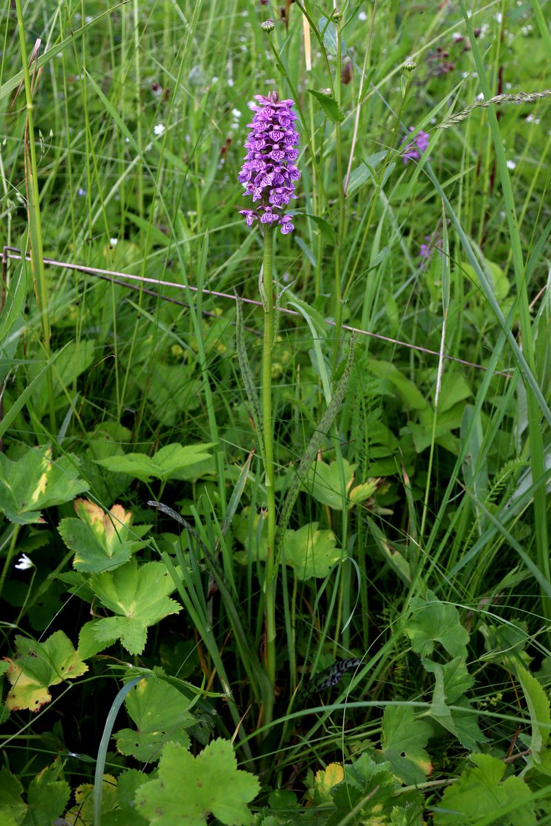 Изображение особи Dactylorhiza baltica.