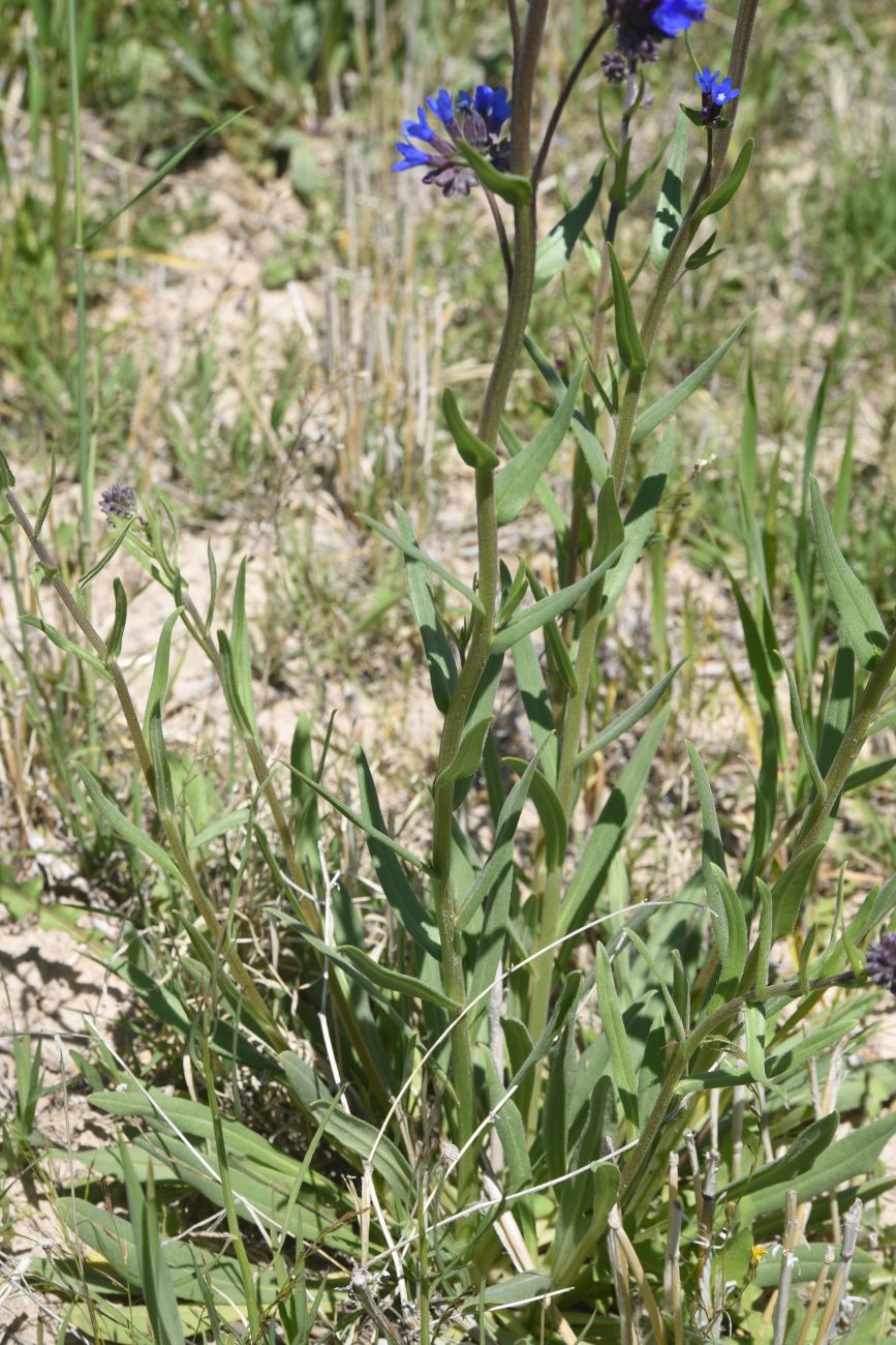 Изображение особи род Anchusa.