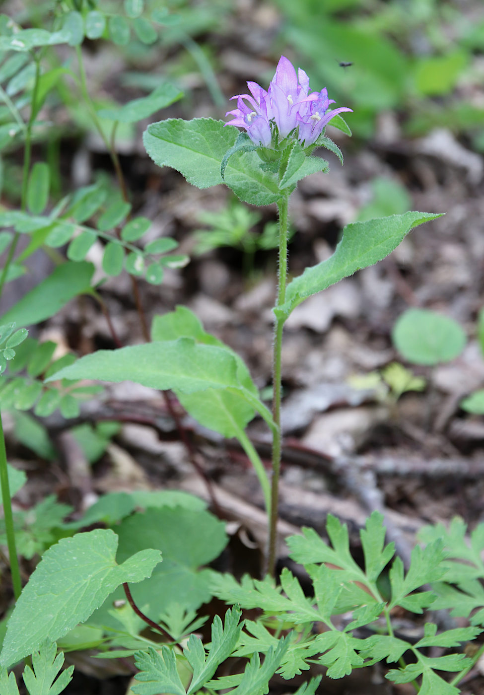 Image of Campanula trautvetteri specimen.
