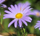 Callistephus chinensis. Соцветие. Приморский край, Октябрьский р-н, окр. с. Чернятино, остепнённый склон, обращённый к долине р. Раздольная (левый берег), в разреженных зарослях Armeniaca sibirica. 08.09.2025.