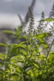 Veronica longifolia
