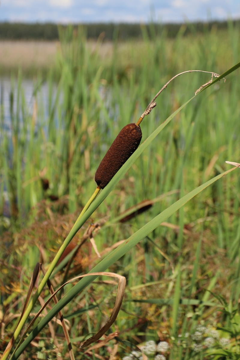 Image of Typha &times; glauca specimen.