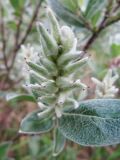 Salix glauca