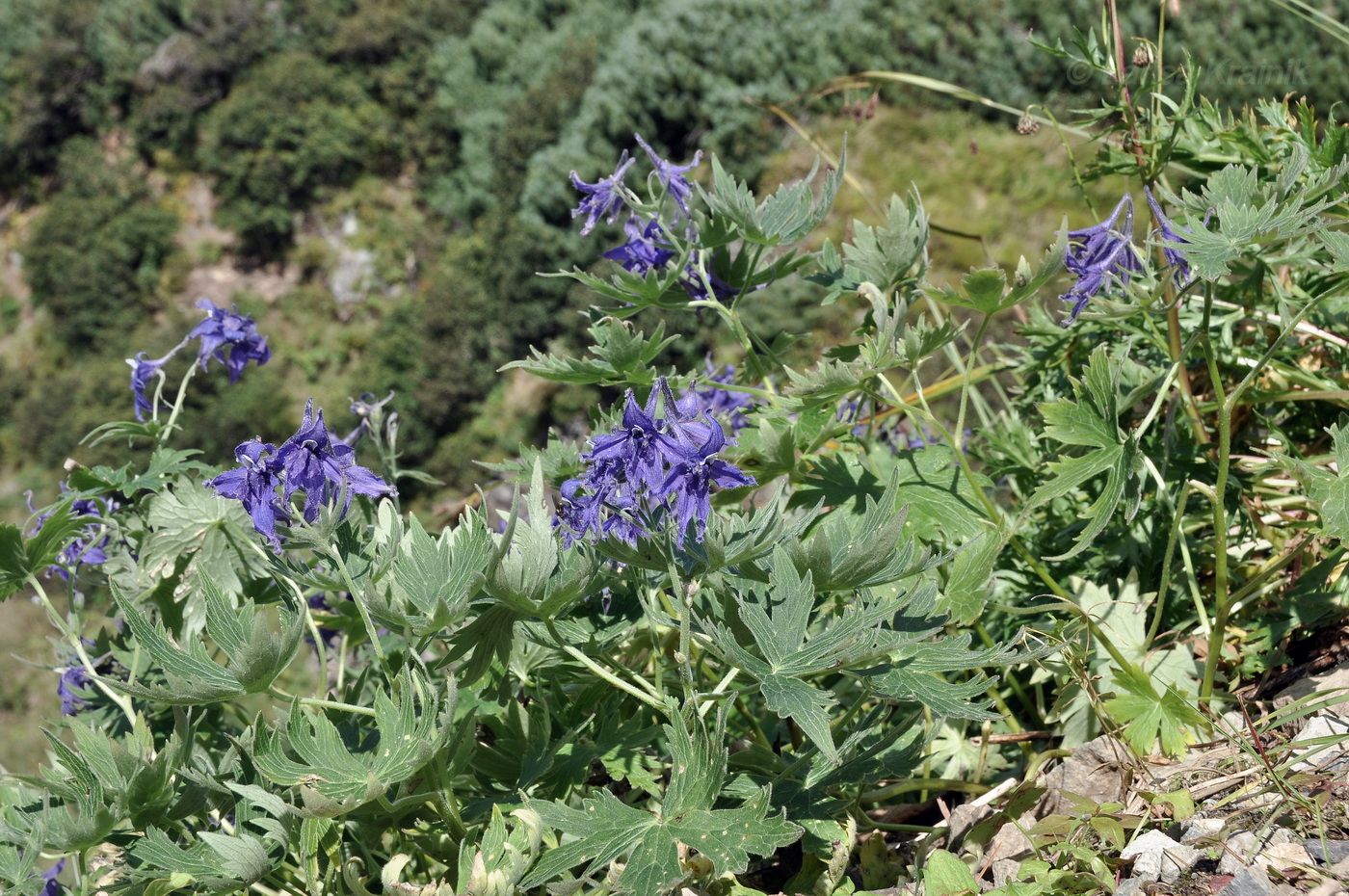 Изображение особи Delphinium brachycentrum.