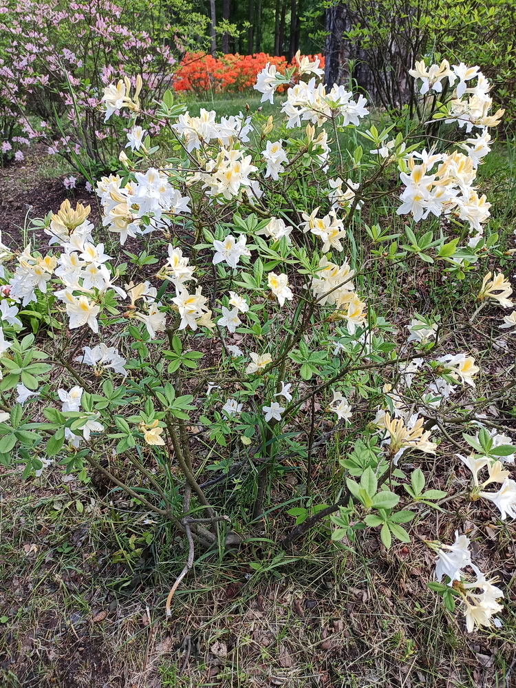 Image of genus Rhododendron specimen.