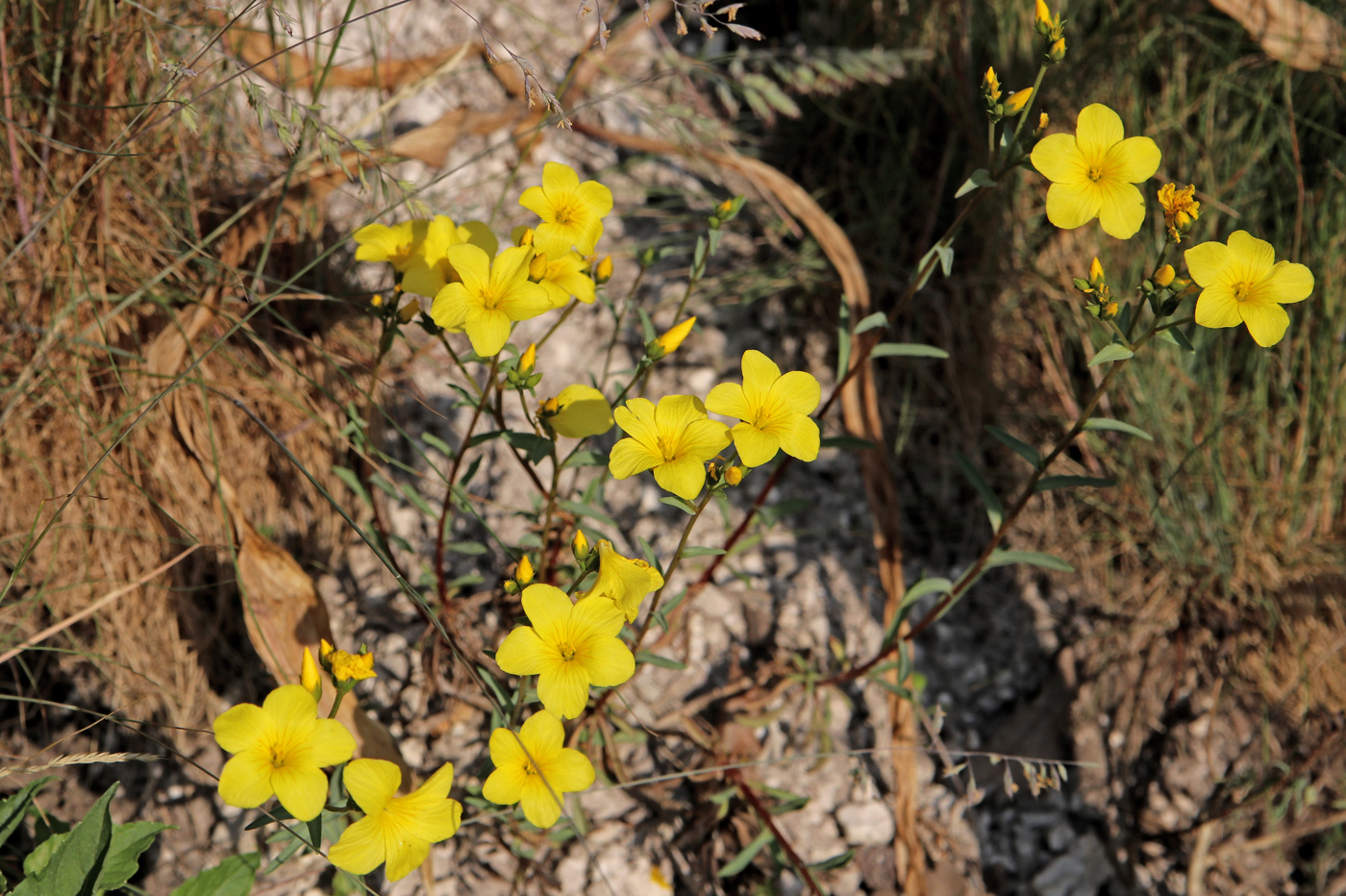 Image of Linum ucranicum specimen.