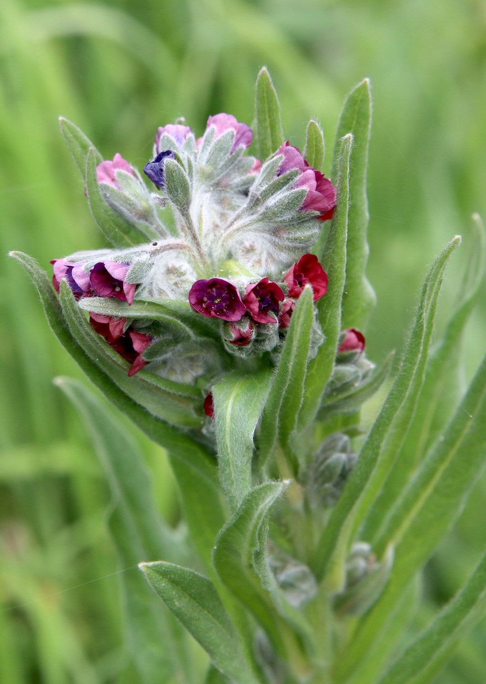 Image of Cynoglossum officinale specimen.