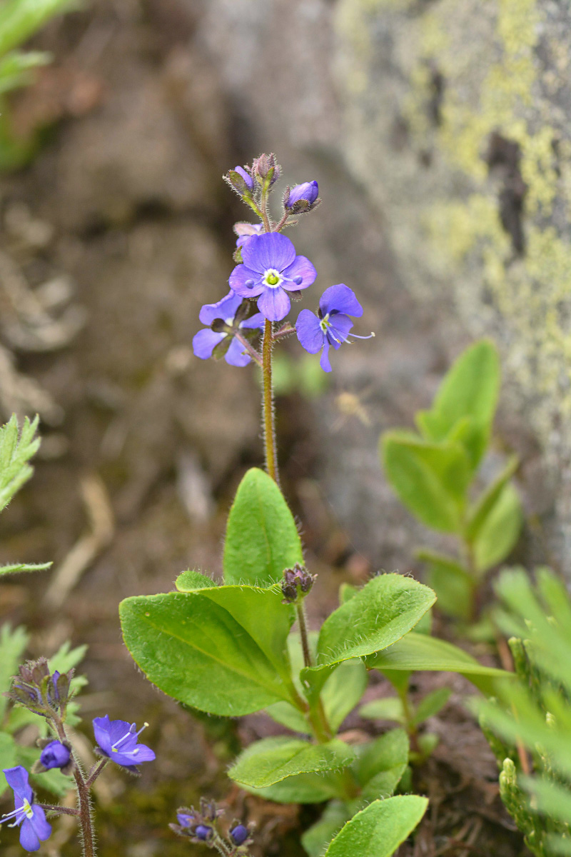Image of Veronica grandiflora specimen.