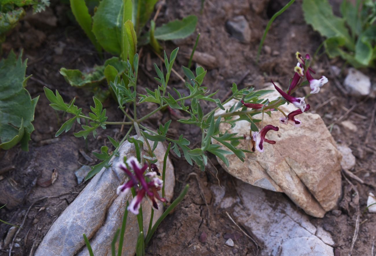 Изображение особи род Corydalis.