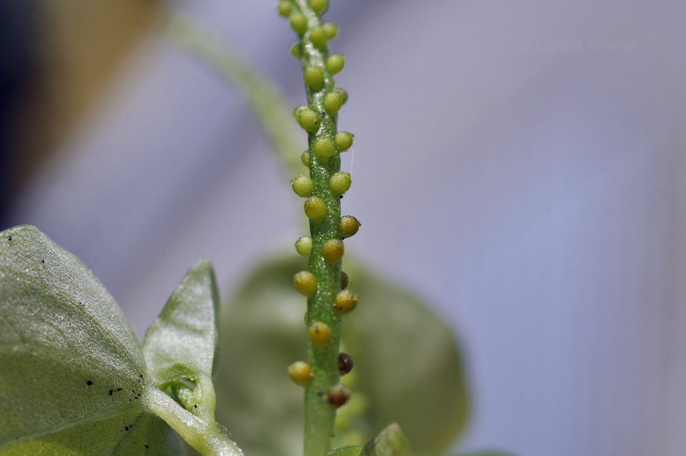 Image of Peperomia pellucida specimen.