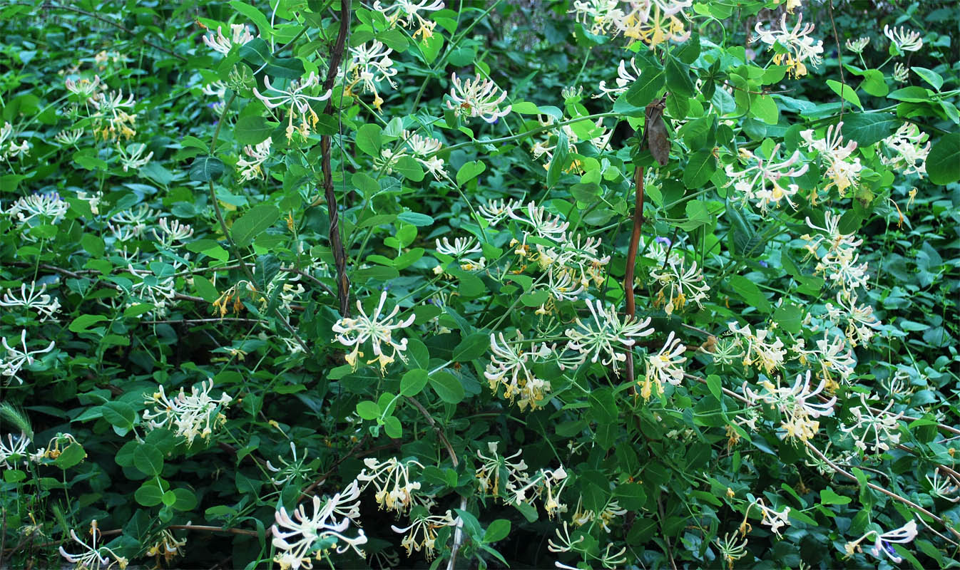 Изображение особи Lonicera caprifolium.