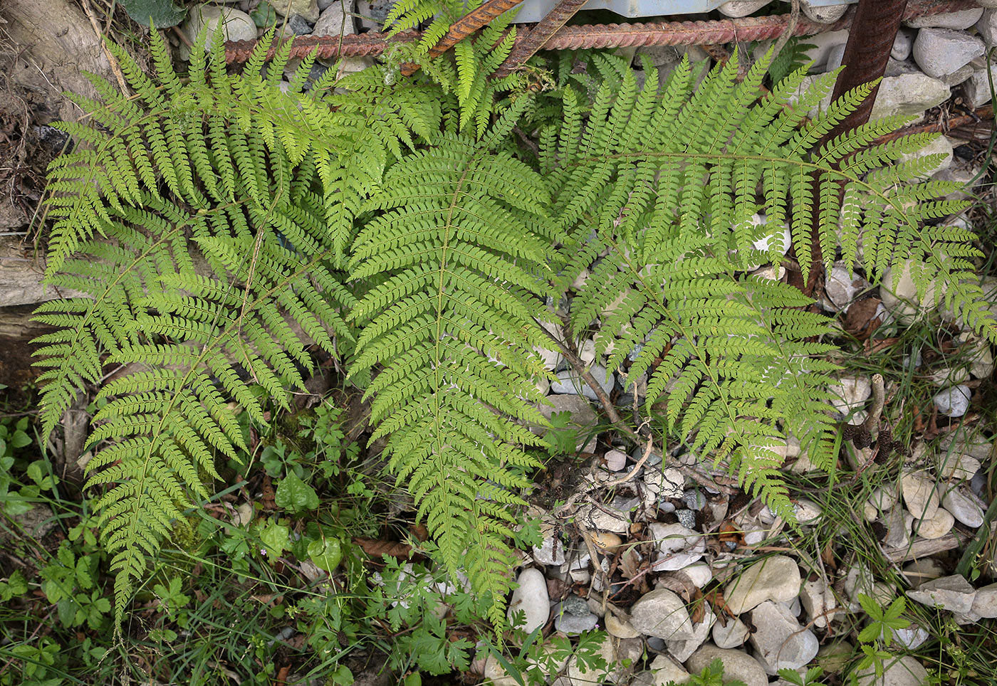 Изображение особи Polystichum setiferum.