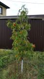 Sorbus aucuparia. Плодоносящее дерево. Волгоград, Тракторозаводской р-н, пос. Латошинка. 04.09.2024.