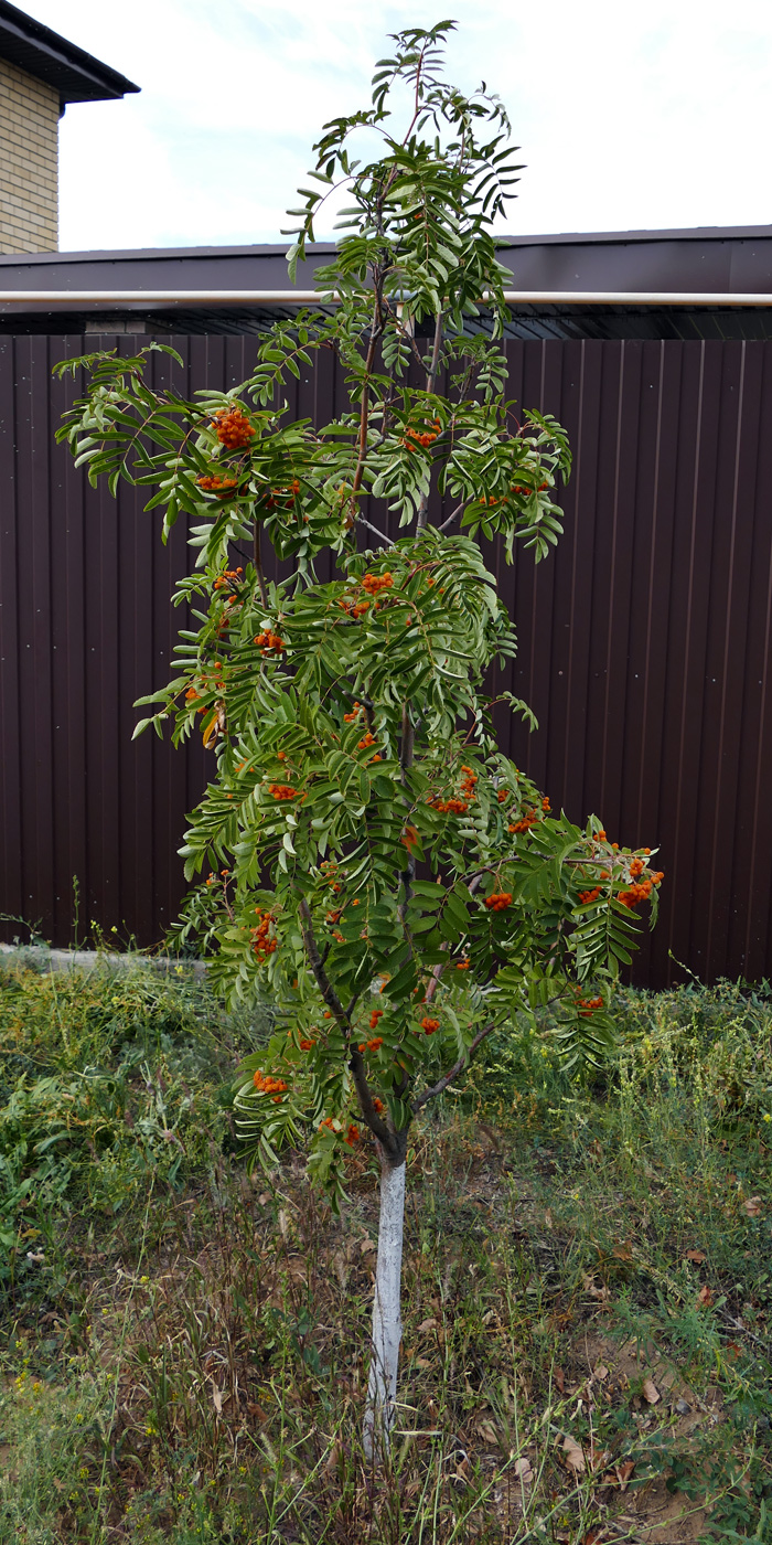 Image of Sorbus aucuparia specimen.