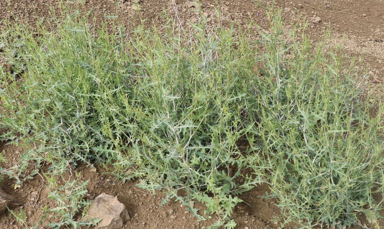 Изображение особи Scariola orientalis.