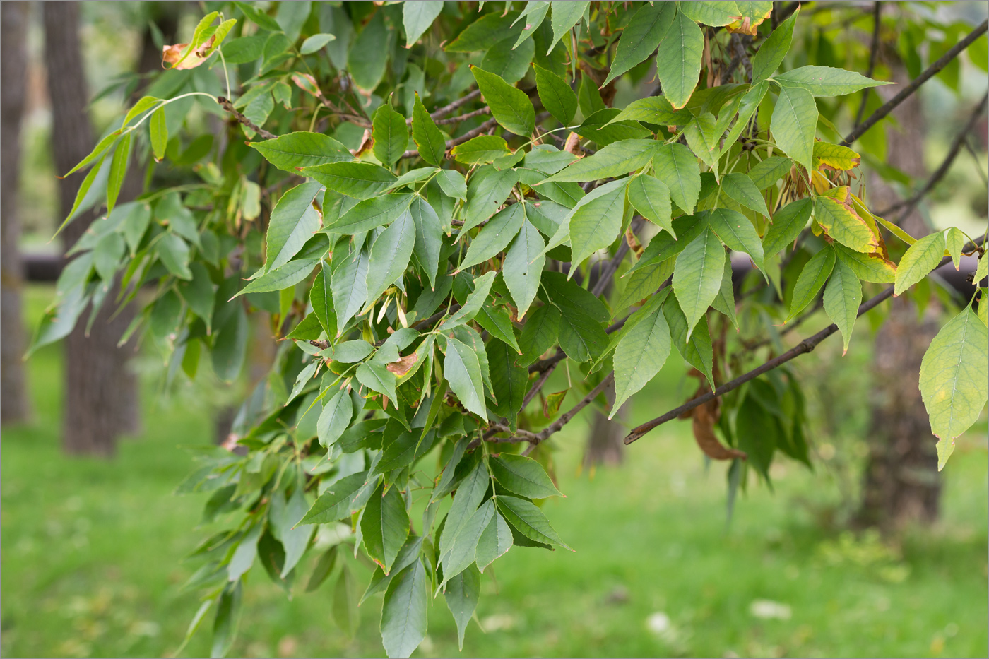 Изображение особи род Fraxinus.