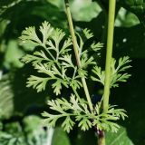 Image of taxon representative. Author is Сергей Глотов