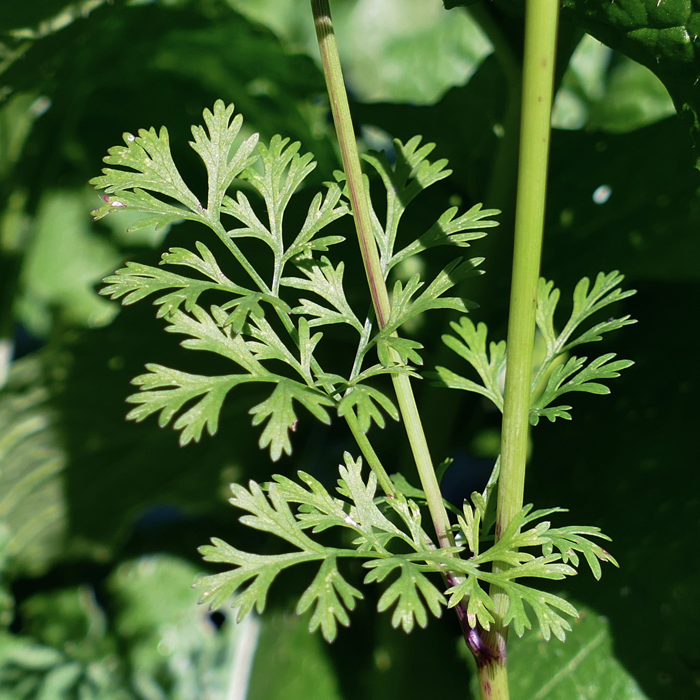 Image of Coriandrum sativum specimen.