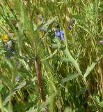 Papaver macrostomum. Часть побега. Турция, ил Карс, окр. Ани, овраг Хачидзор. 28 мая 2025 г.