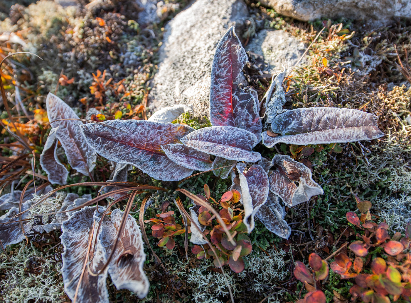 Image of Saussurea vyschinii specimen.
