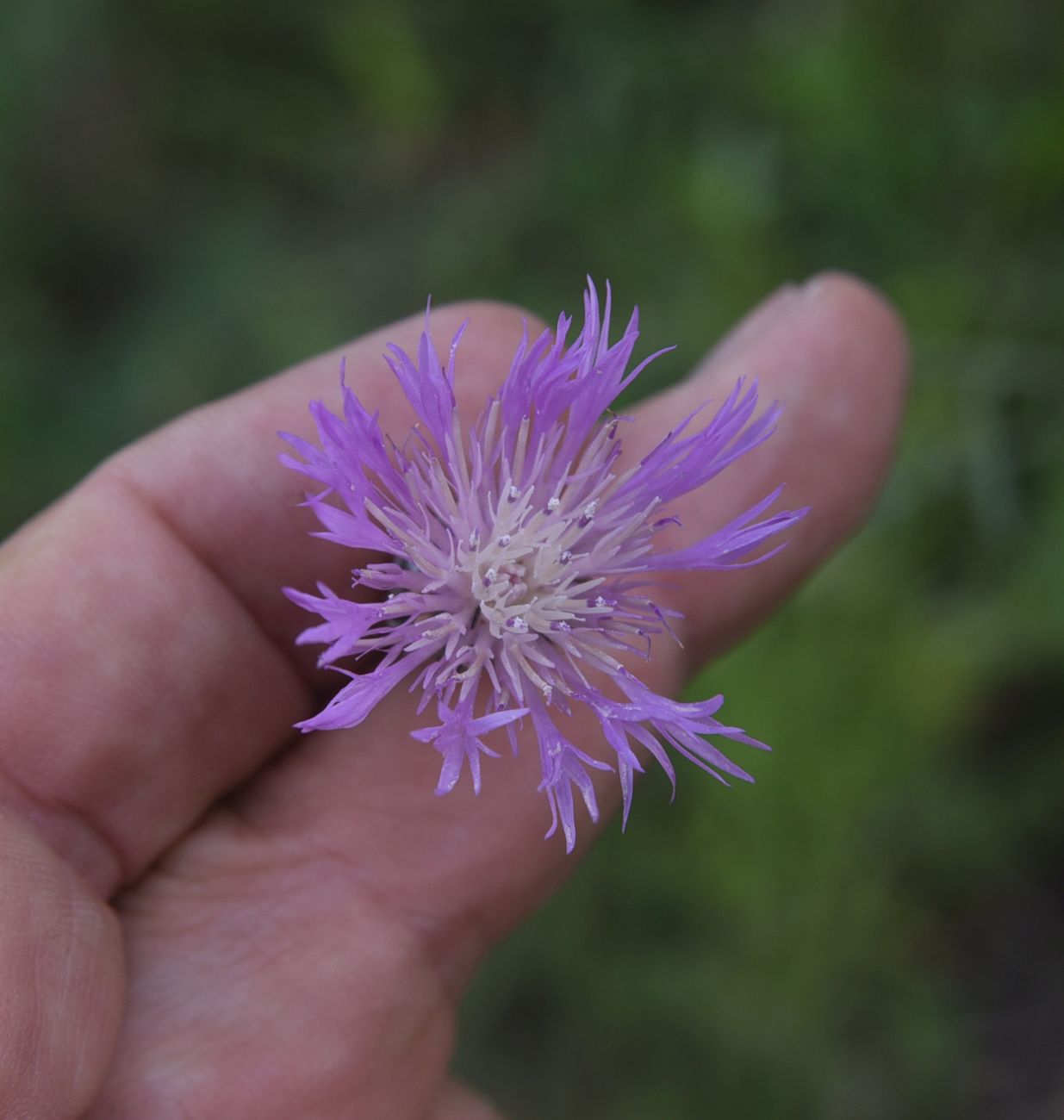 Изображение особи Неопознанный вид.