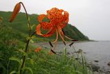 Lilium lancifolium. Верхушка цветущего растения. Приморский край, Хасанский р-н, зал. Посьета, мыс Мраморный. 16.08.2009.