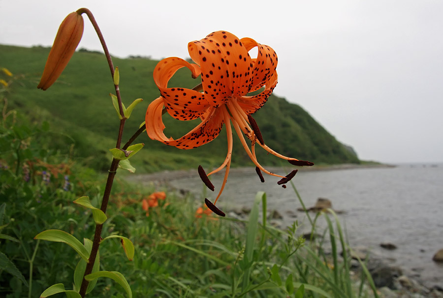 Image of Lilium lancifolium specimen.