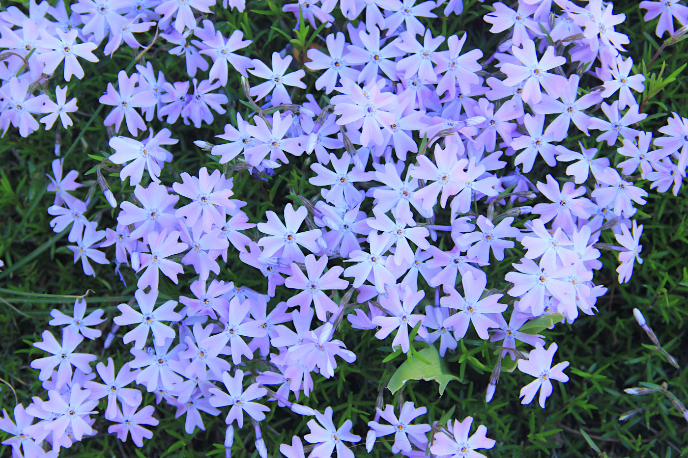 Image of Phlox subulata specimen.