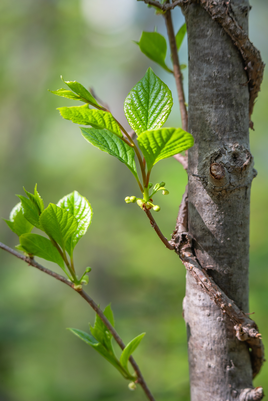 Изображение особи Schisandra chinensis.