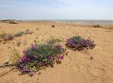 Oxytropis hailarensis. Цветущие и плодоносящие растения. Приморский край, Ханкайский р-н, окр. с. Троицкое, берег оз. Ханка, на песках. 25.05.2026.
