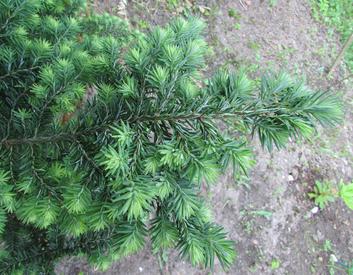 Изображение особи Tsuga heterophylla.