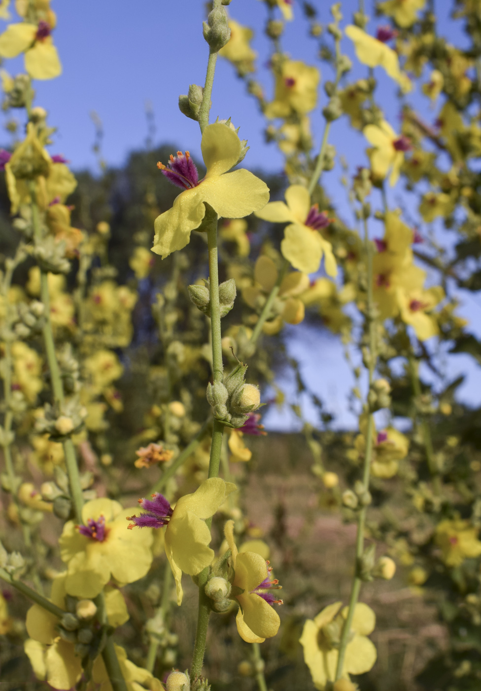 Изображение особи Verbascum sinuatum.