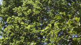 unknown species. Ветви. ЮАР, пров. Гаутенг, пригород Киблер Парк (Kibler Park), природный запов. \"Клиприверсберг\" (Klipriviersberg Nature Reserve), ферма семьи Морей (Marais Family), реликт культуры. 20.01.2025.
