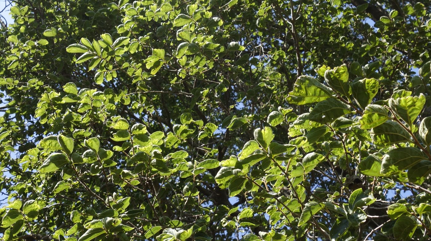 Image of Unknown species specimen.