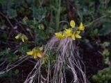 unknown species. Соцветия. Грузия, край Самцхе-Джавахети, Ахалцихский муниципалитет, 2 км от окр. с. Гуркели, левый борт р. Цинубанисцкали, выс. 1020 м н.у.м., луг. 8 июня 2026 г.