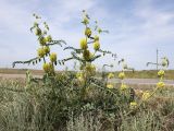 Astragalus vulpinus