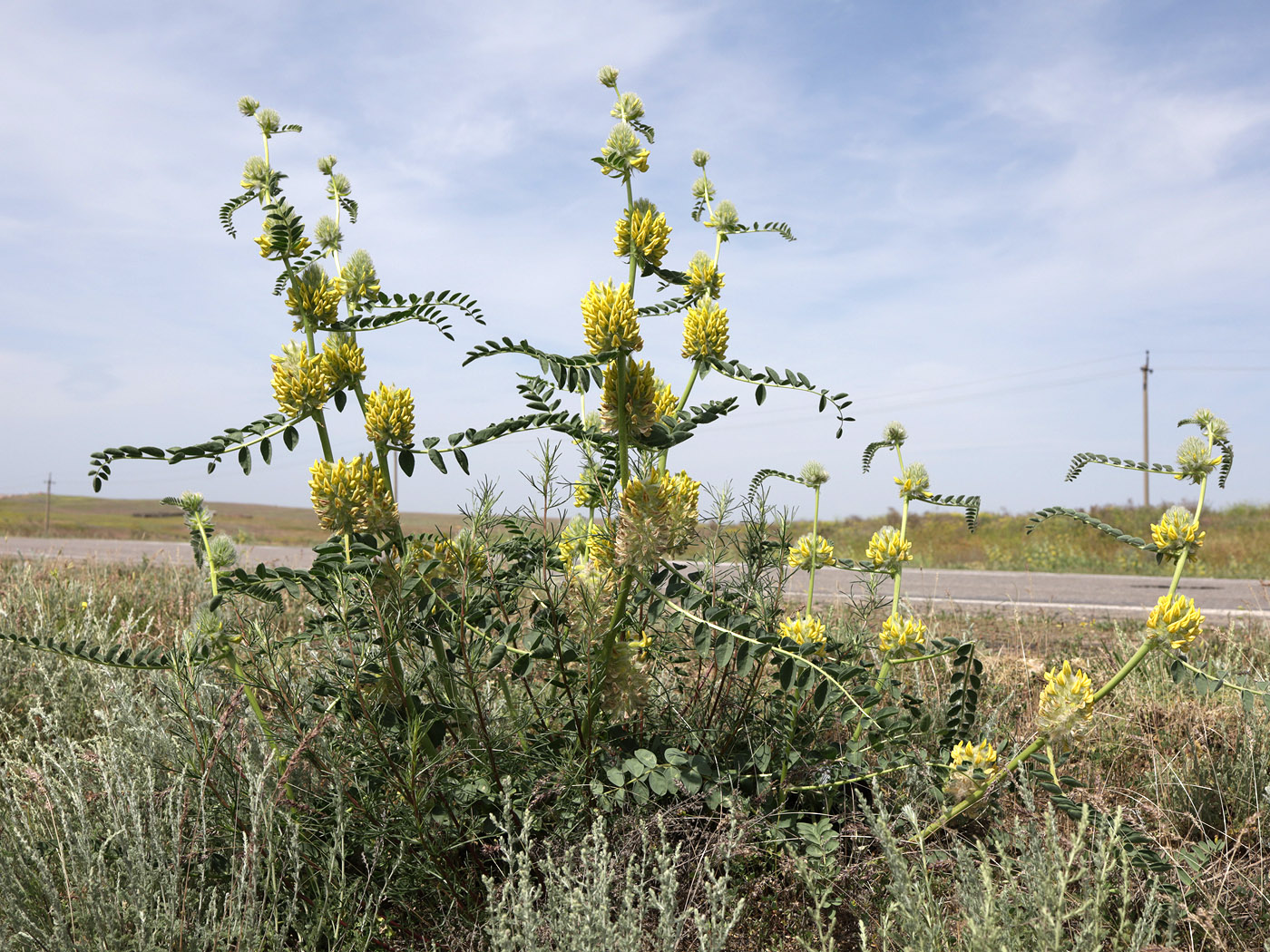 Image of Astragalus vulpinus specimen.