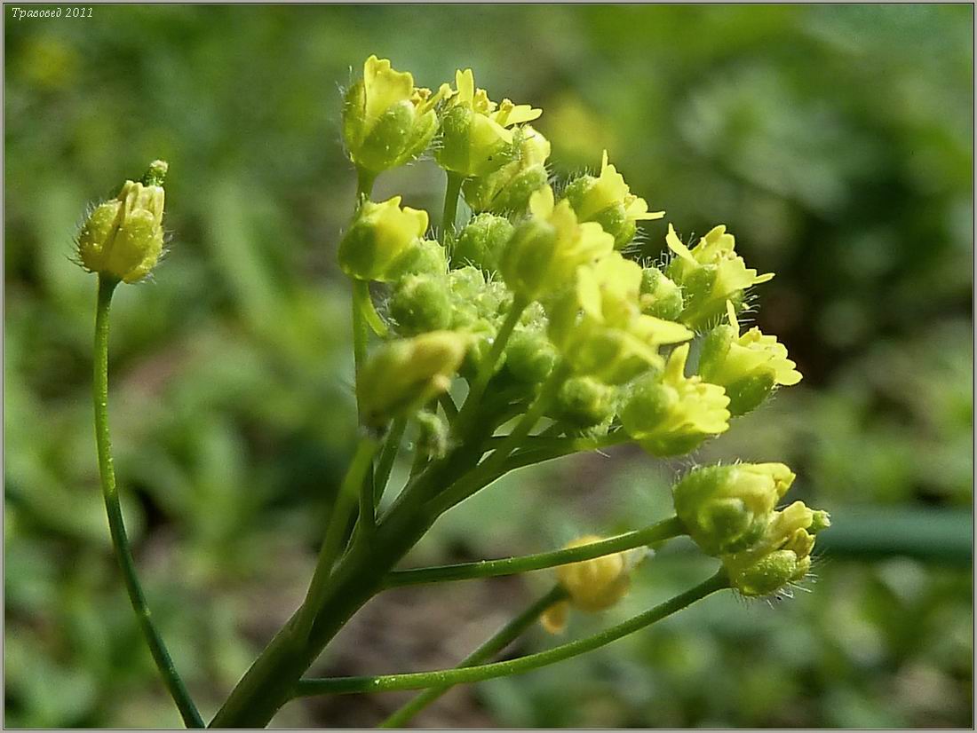 Image of Draba nemorosa specimen.