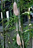 Phyllostachys pubescens. Средняя часть побега. Китай, г. Шанхай, в культуре. 25.05.2025.