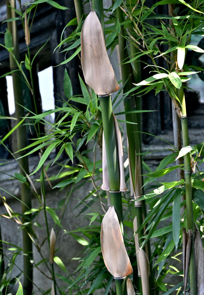 Изображение особи Phyllostachys pubescens.