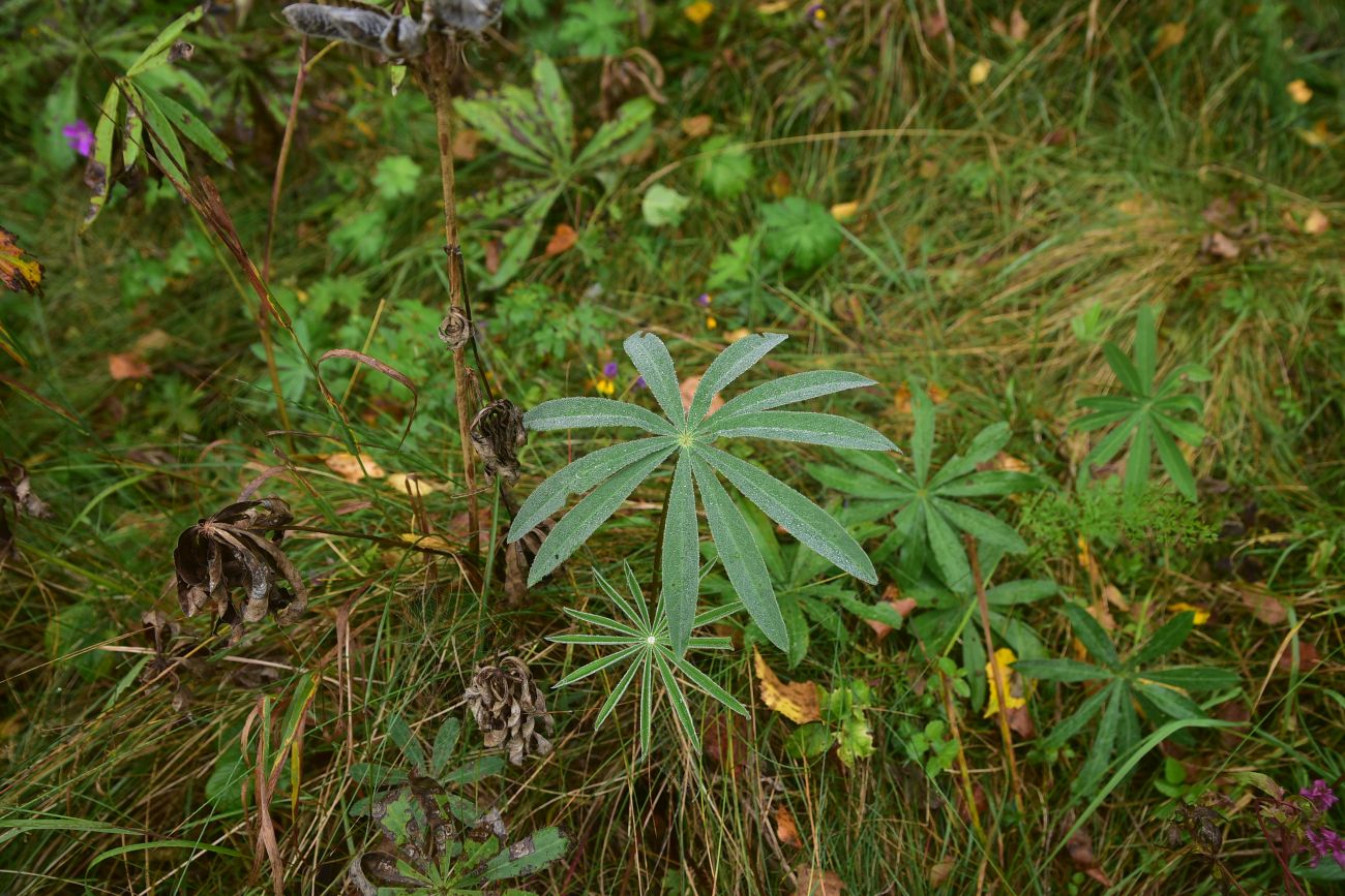 Image of Lupinus polyphyllus specimen.