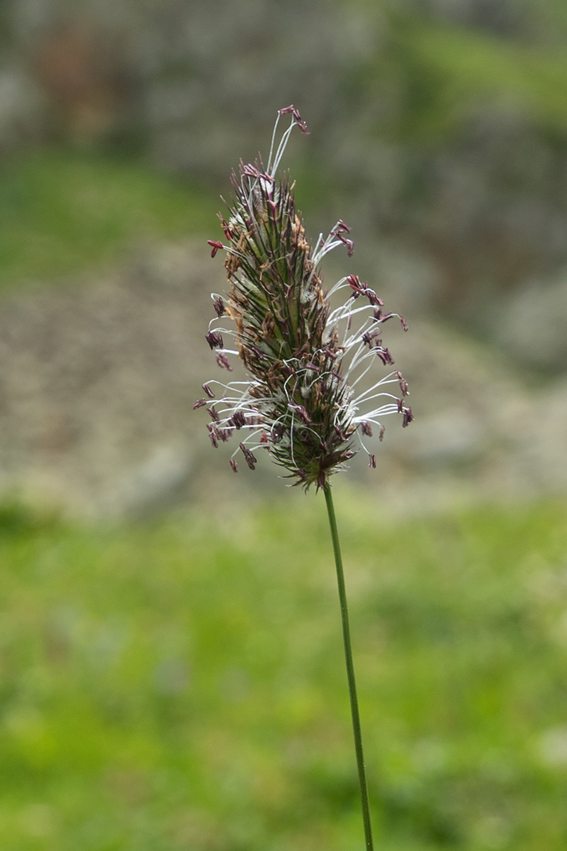 Image of Phleum alpinum specimen.