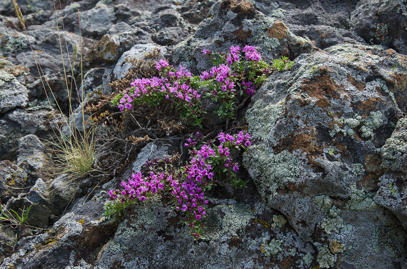 Изображение особи род Thymus.